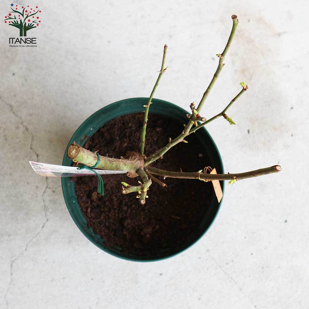 薔薇の苗 プラム パーフェクト【花苗6号鉢 国産接ぎ木苗／1個売り