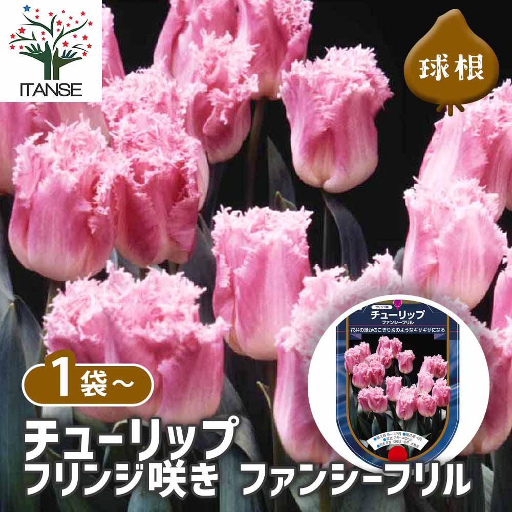 チューリップ フリンジ咲き ファンシーフリル