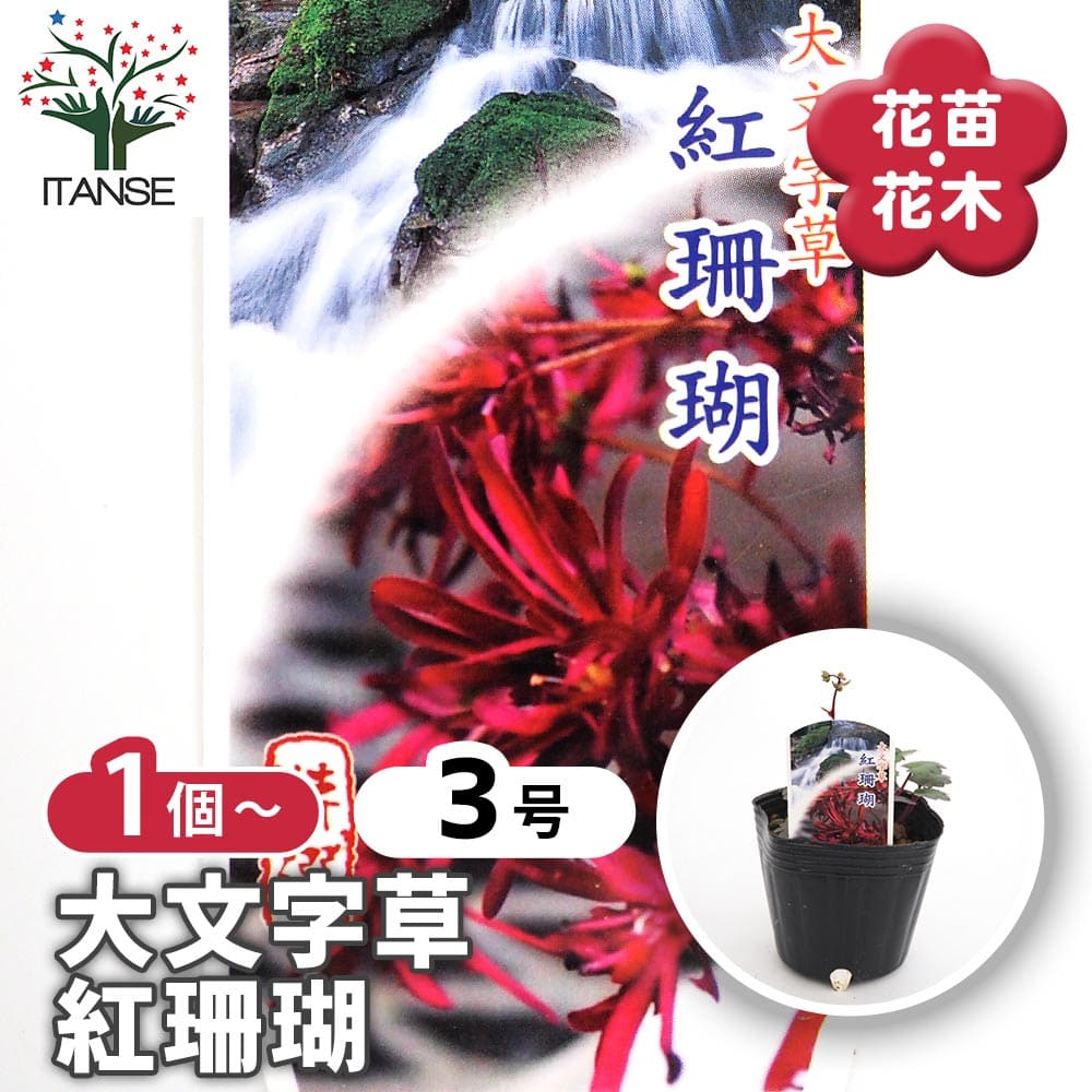 大文字草(ダイモンジソウ) 紅珊瑚 【花苗 3号】｜ 【植物の