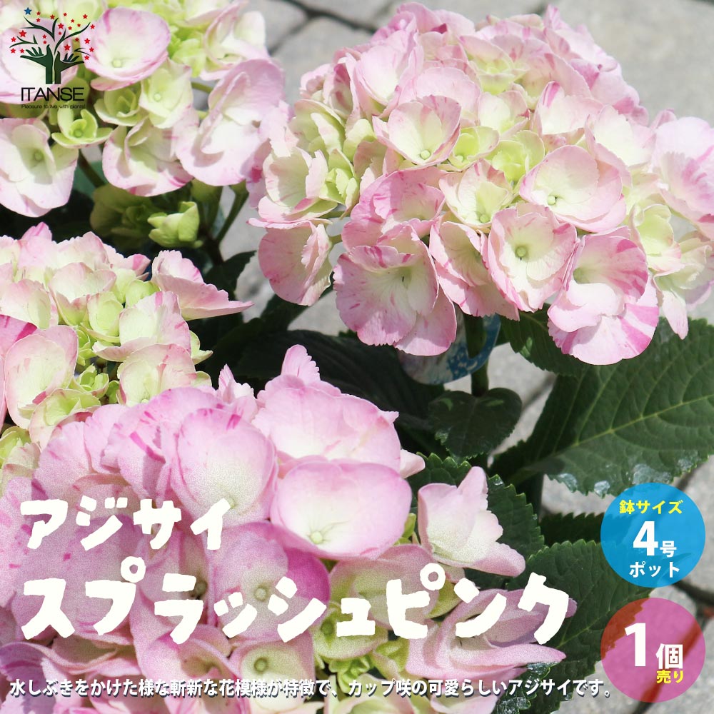 アジサイ スプラッシュピンク【花苗4号鉢／1個売り】