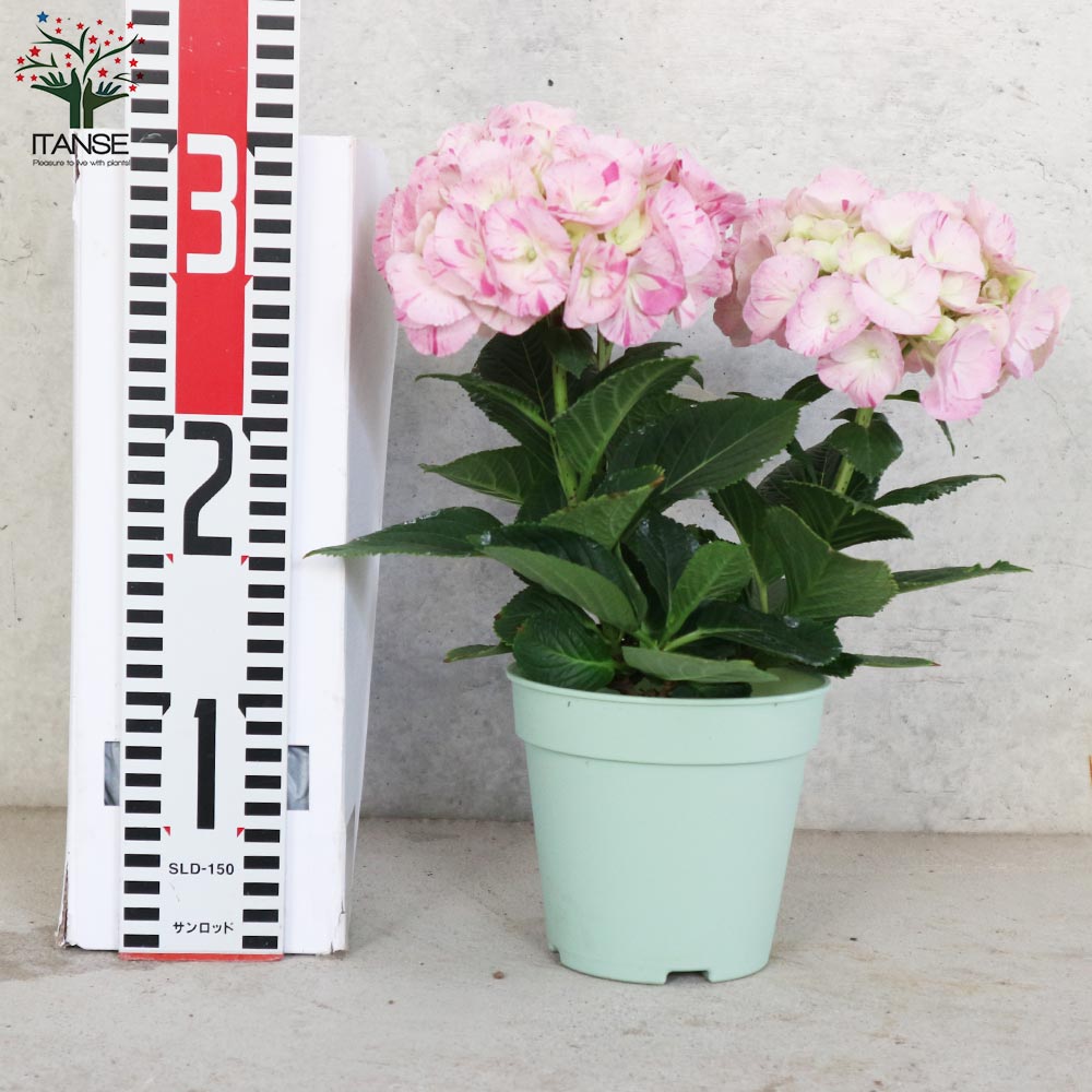 アジサイ スプラッシュピンク【花苗4号鉢／1個売り】