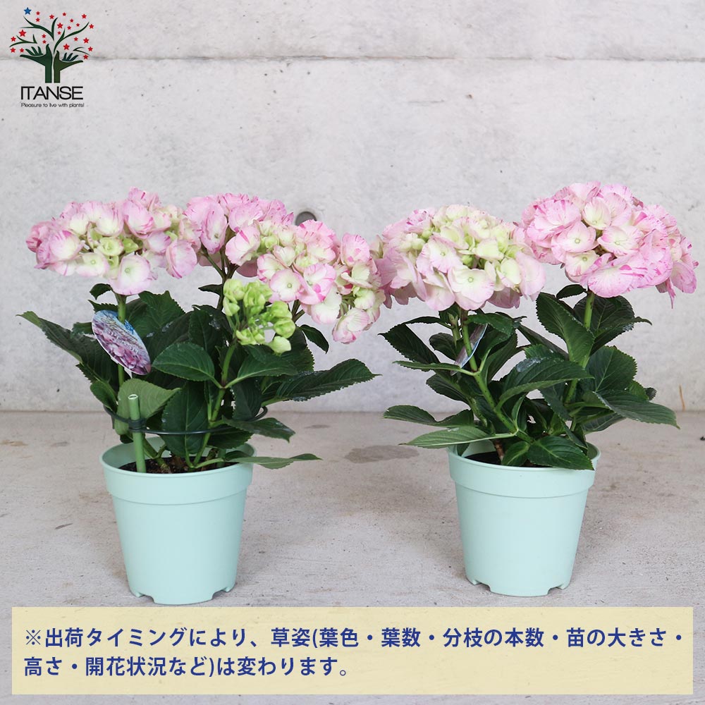 アジサイ スプラッシュピンク【花苗4号鉢／1個売り】