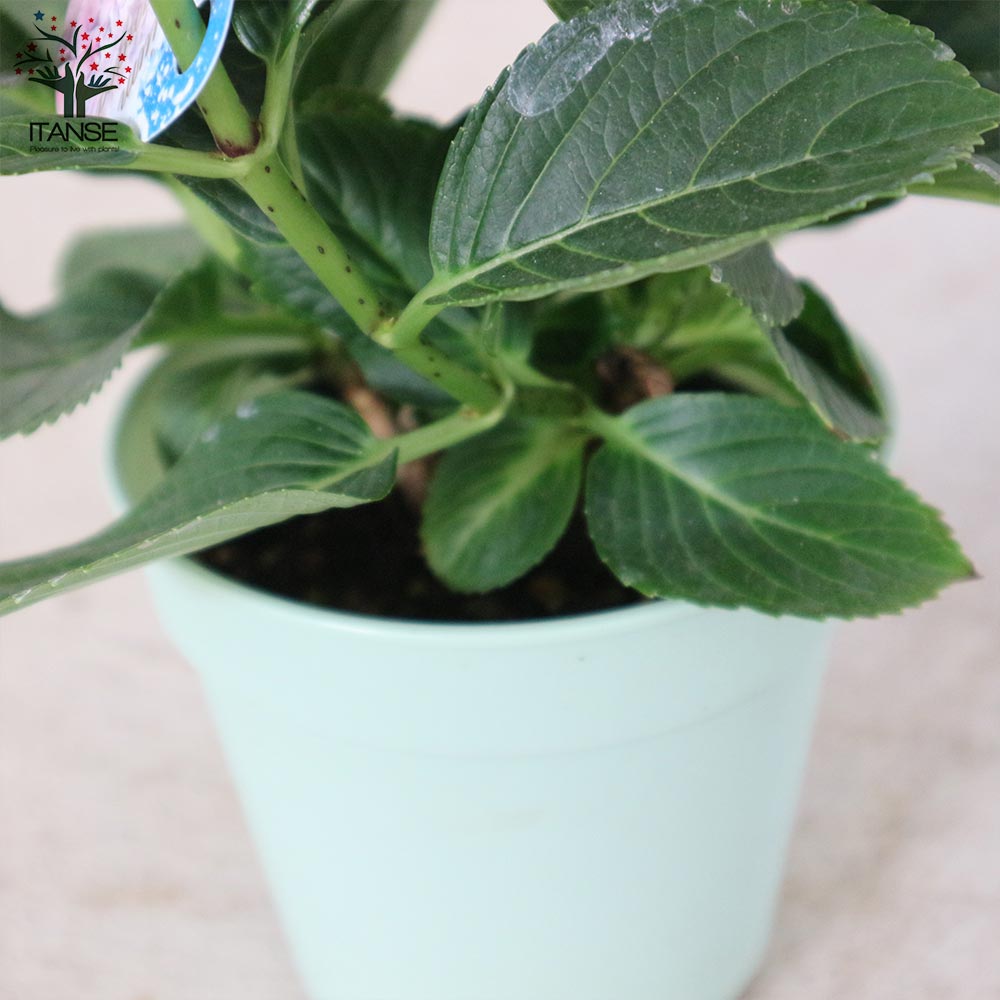 アジサイ スプラッシュピンク【花苗4号鉢／1個売り】