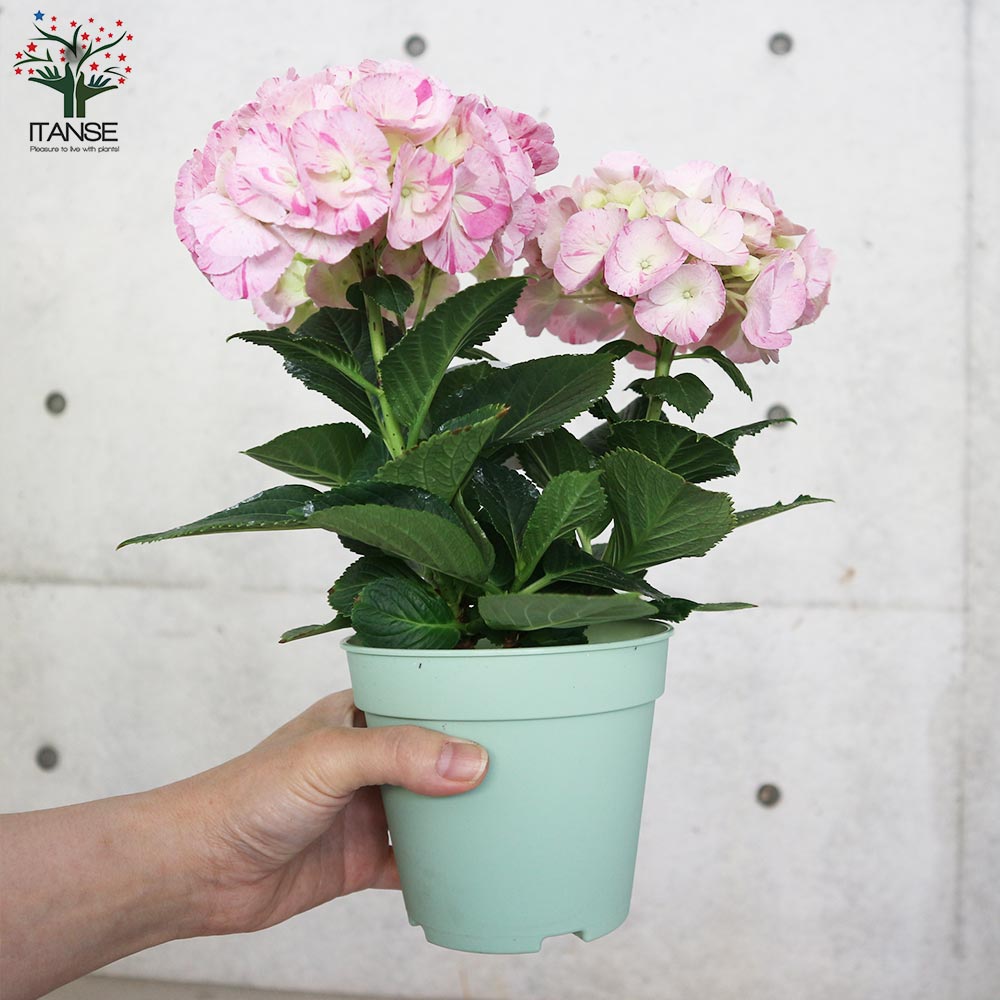 アジサイ スプラッシュピンク【花苗4号鉢／1個売り】