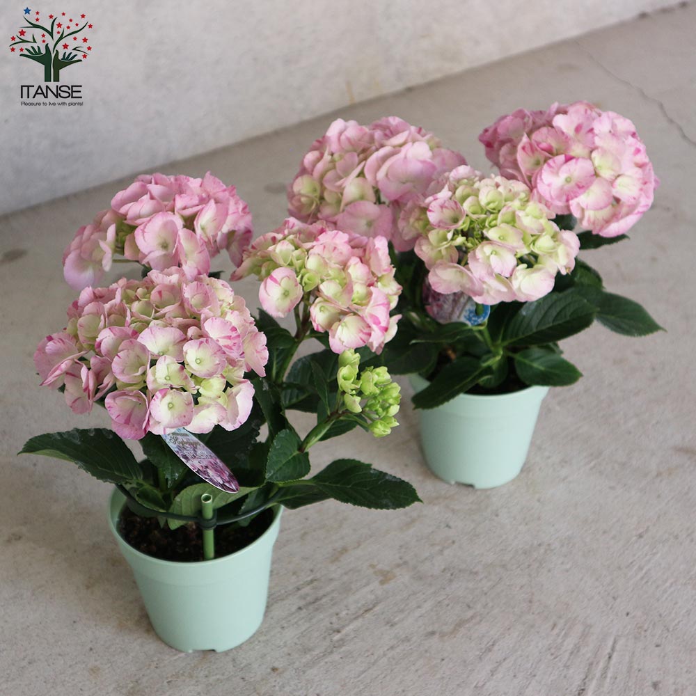 アジサイ スプラッシュピンク【花苗4号鉢／1個売り】