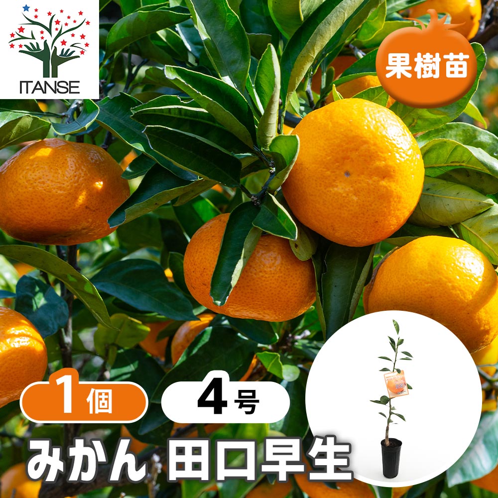 田口早生蜜柑 苗木 実が付き 果樹 みかんの苗木 田口早生 【果樹の苗木 4号／1個売り】｜ 【植物の