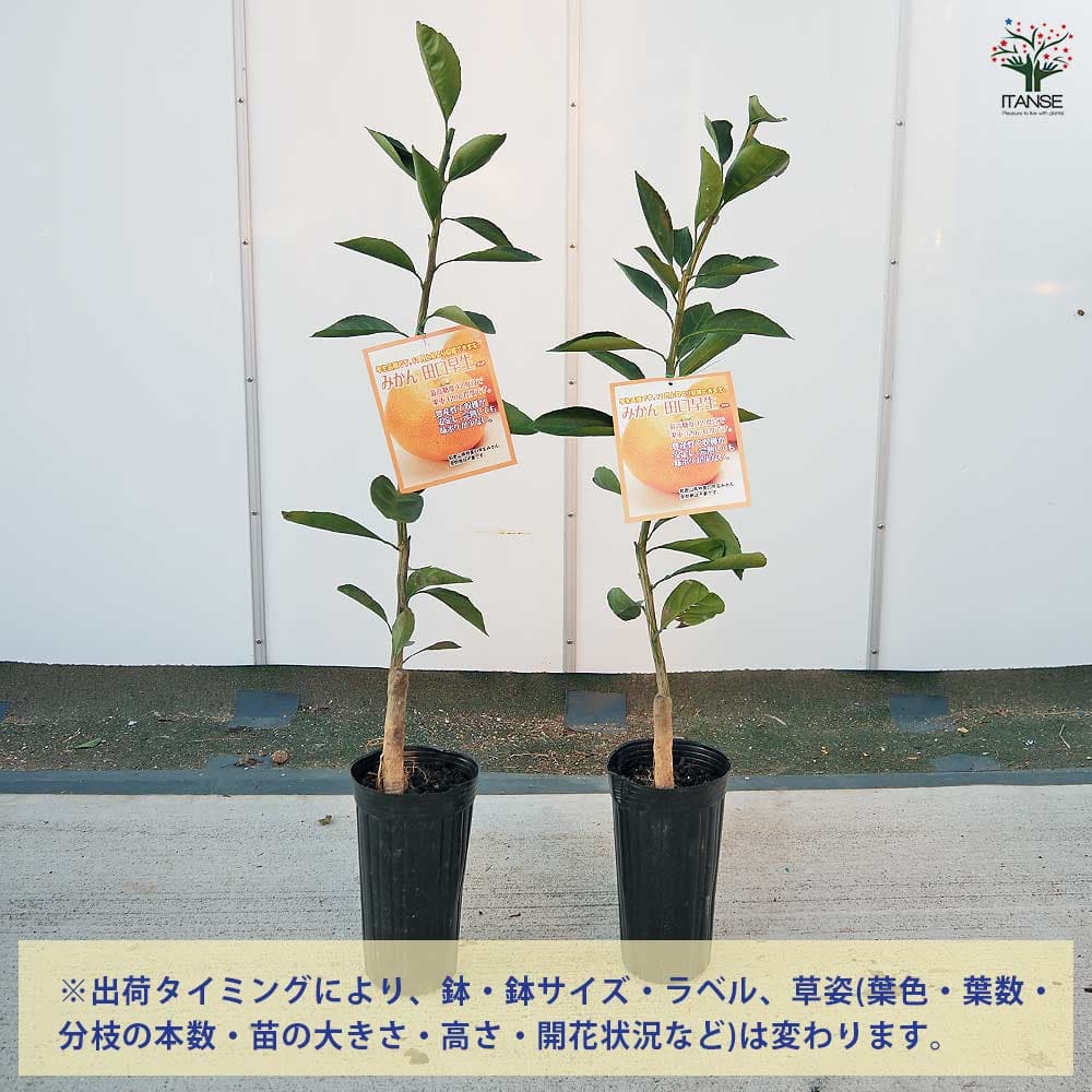 みかんの苗木 田口早生 【果樹の苗木 4号／1個売り】｜ 【植物の