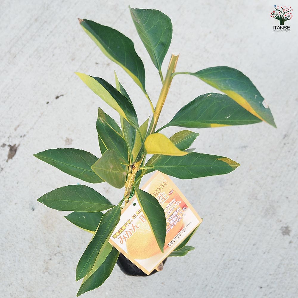 みかんの苗木 田口早生 【果樹の苗木 4号／1個売り】｜ 【植物の