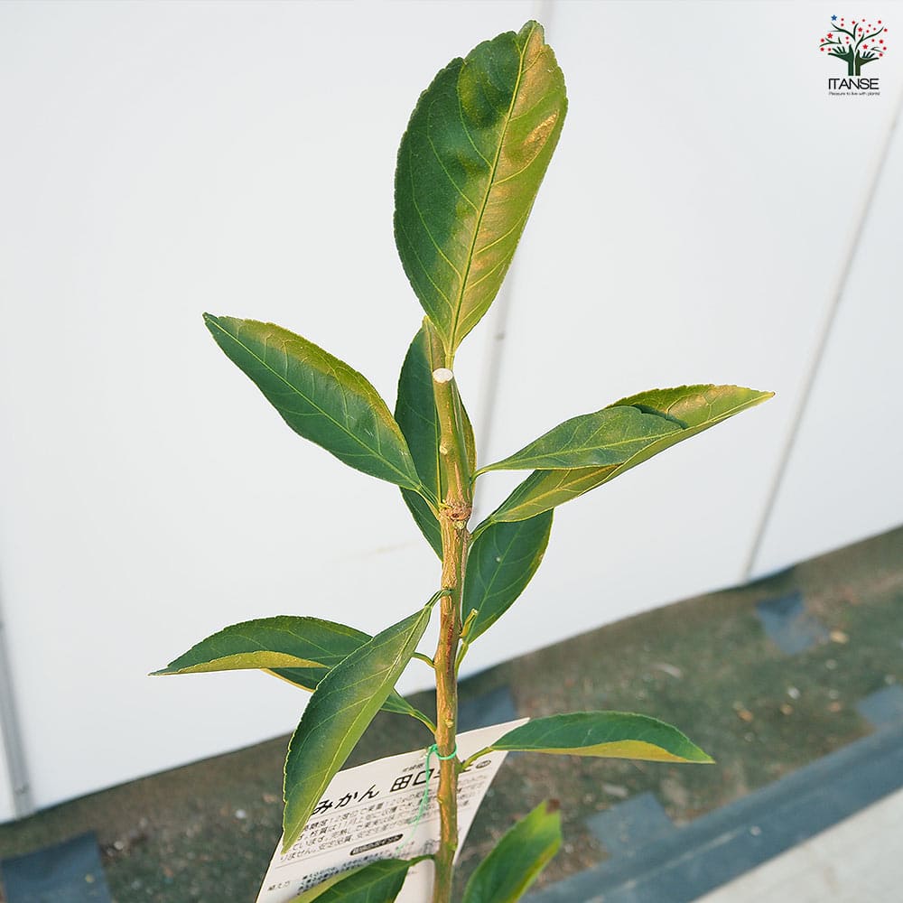 みかんの苗木 田口早生 【果樹の苗木 4号／1個売り】｜ 【植物の