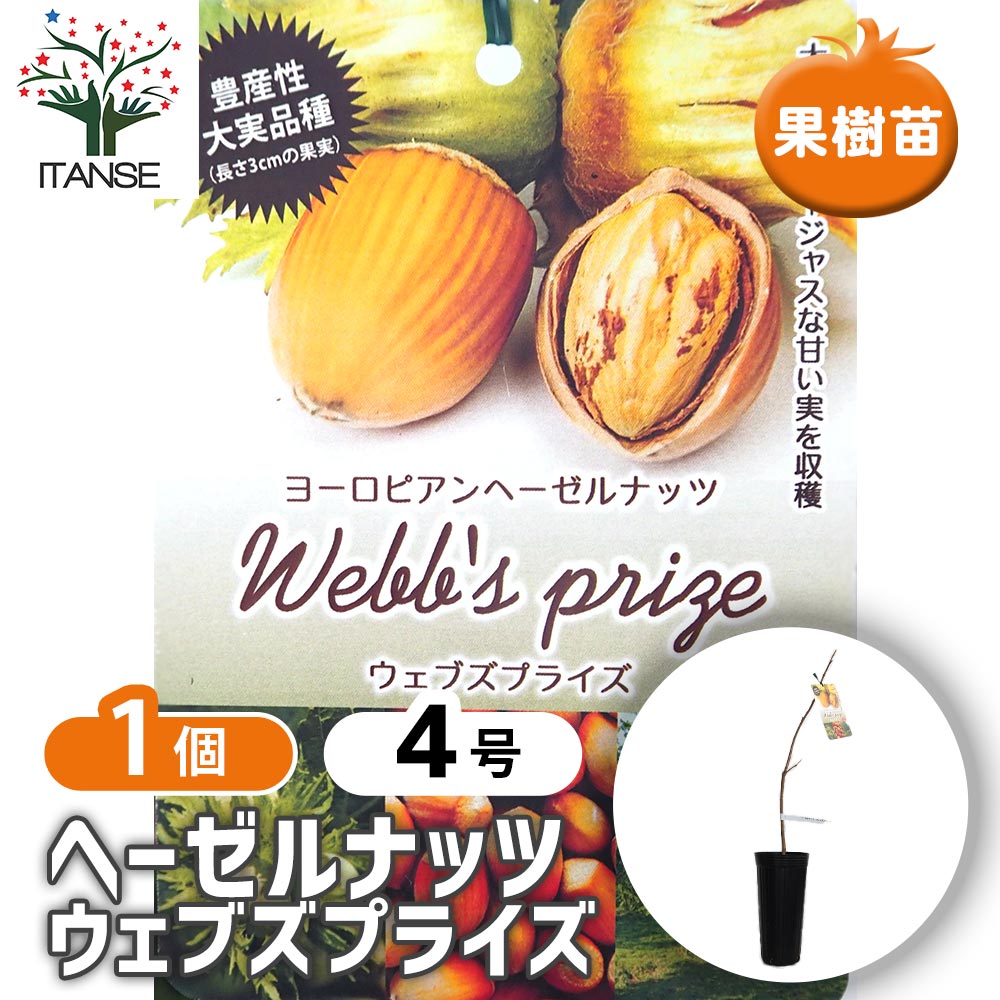 ししまる様 連絡用 ヘーゼルナッツ 穂木 zerunattu010_01-logo.jpg