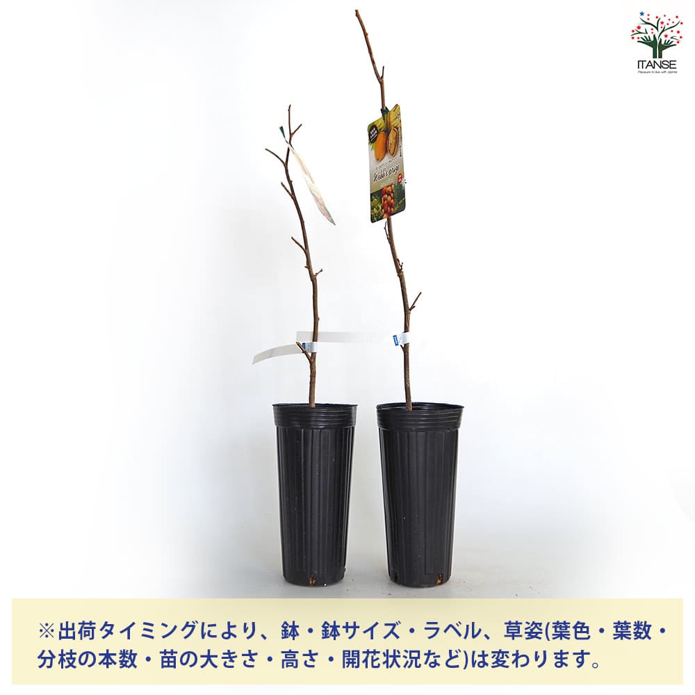 ヘーゼルナッツの苗木 ウェブズプライズ 【果樹の苗木 4号／1個売り