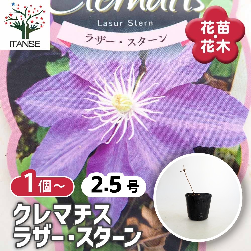 月が注ぐ花さま専用 クレマチス ラザースターン 【花苗 2.5号】｜ 【植物のITANSE