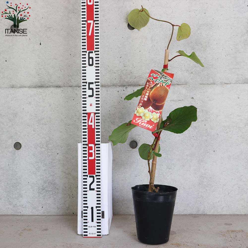 キウイの苗木 品種：ヘイワード(メス)【果樹の苗木 5号ポット／1個売り】