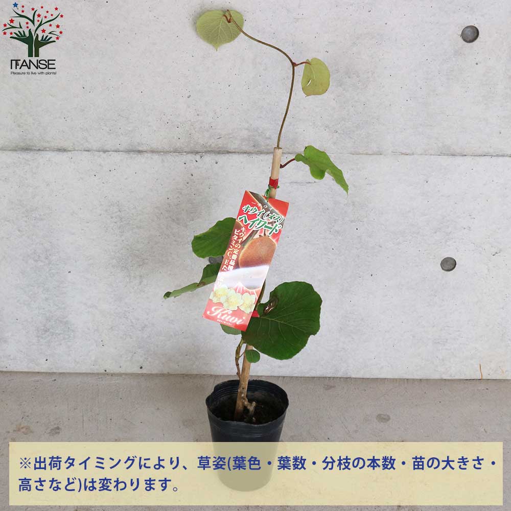 キウイの苗木 品種：ヘイワード(メス)【果樹の苗木 5号ポット／1個売り】
