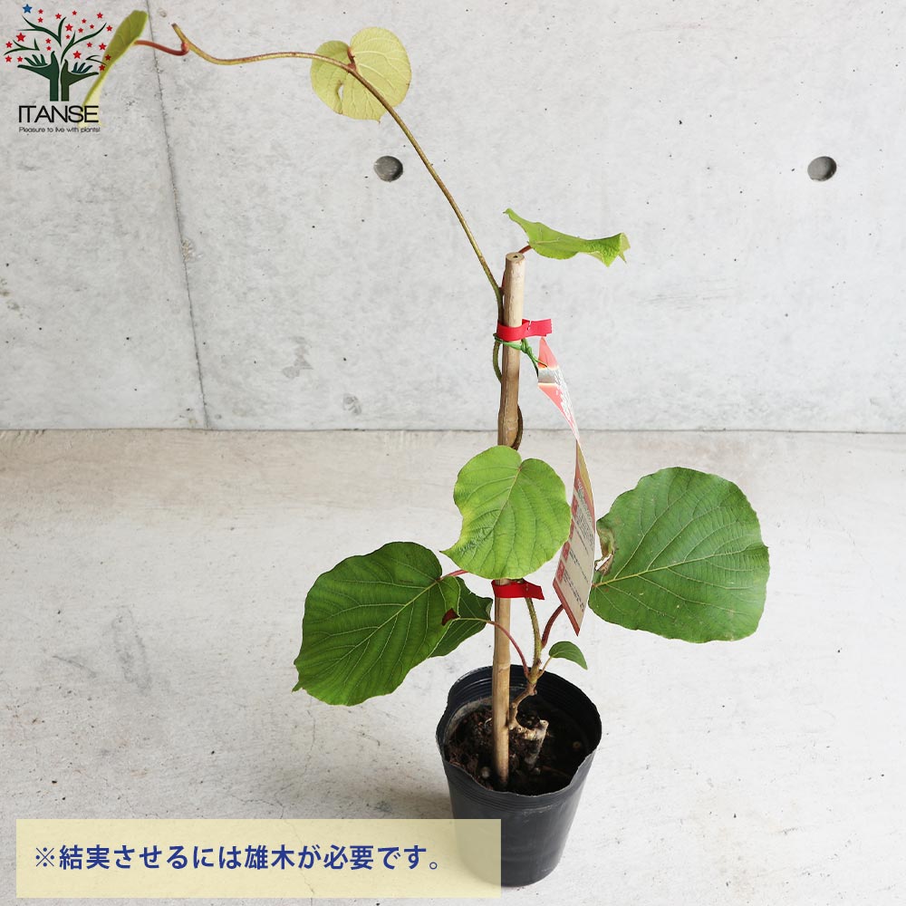 Itanse良品セレクト通販 Itanse良品セレクト通販