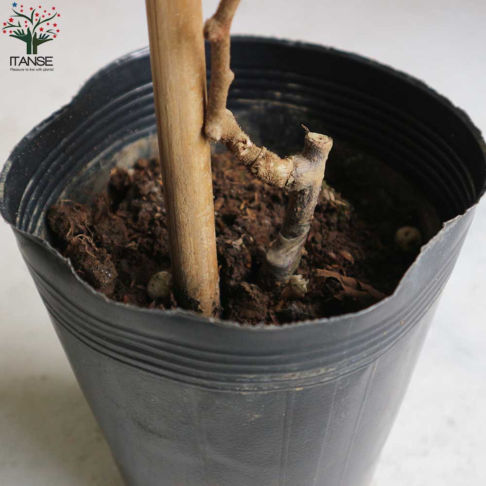 キウイの苗木 品種：ヘイワード(メス)【果樹の苗木 5号ポット／1個売り】