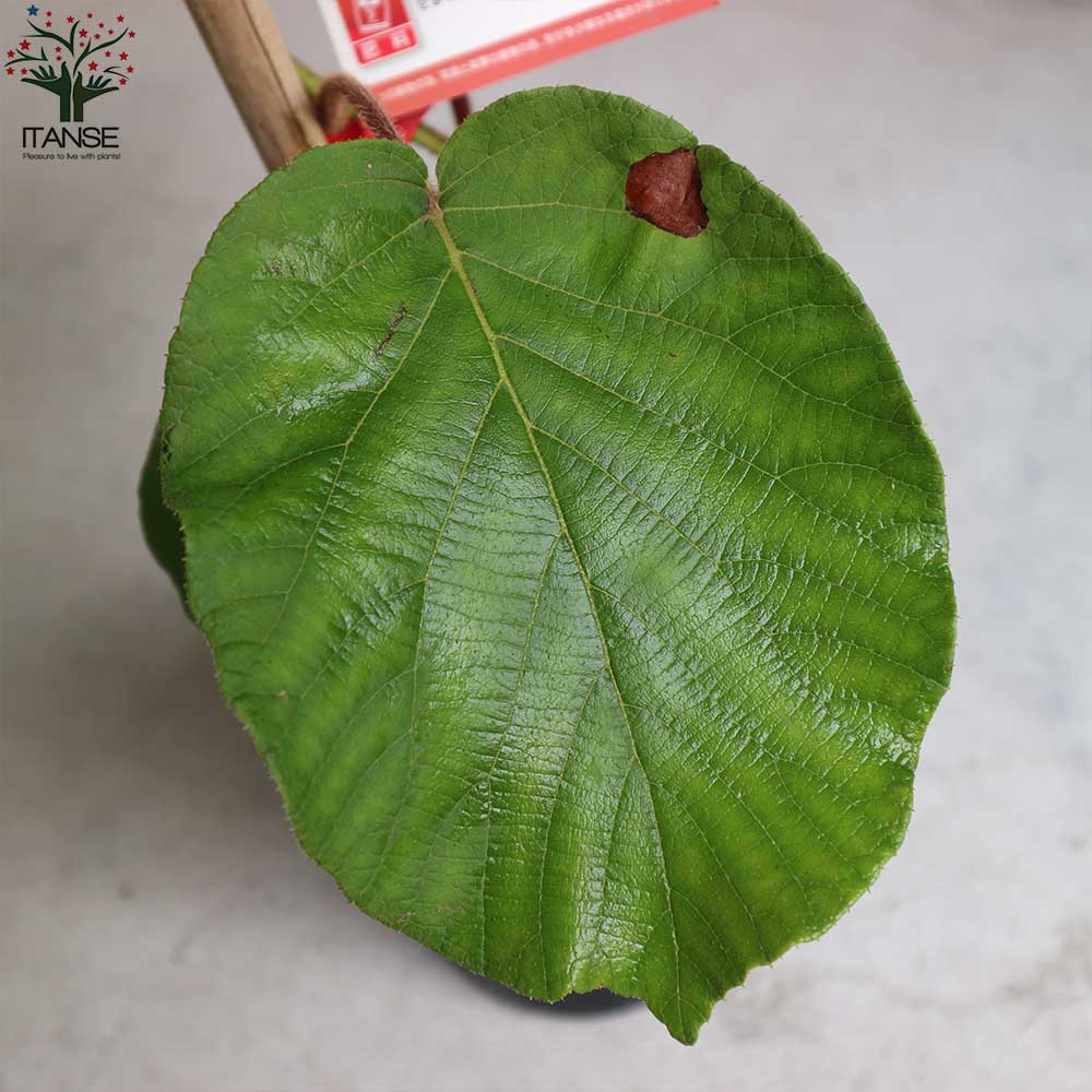 キウイの苗木 品種：ヘイワード(メス)【果樹の苗木 5号ポット／1個売り】