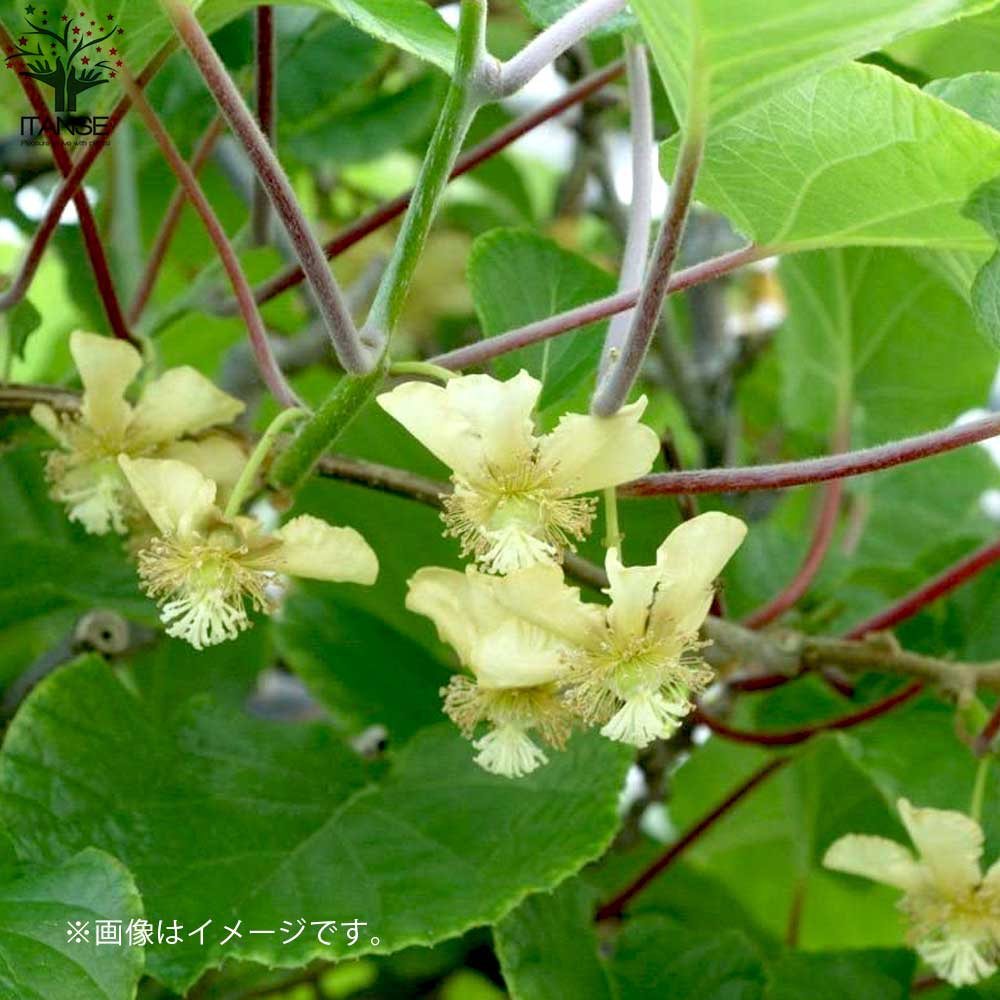 キウイの苗木 品種：ヘイワード(メス)【果樹の苗木 5号ポット／1個売り】