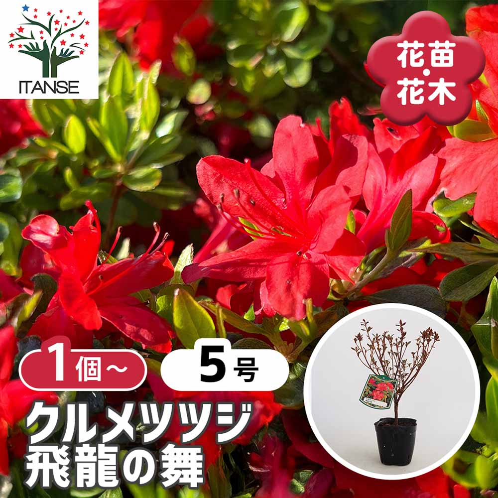 クルメツツジ(久留米ツツジ) 飛龍の舞 【花木苗 5号】｜ 【植物の