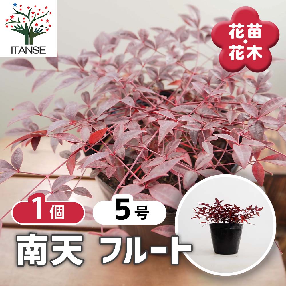 南天 フルート 【花木苗 5号／1個売り】｜ 【植物のITANSE】全品