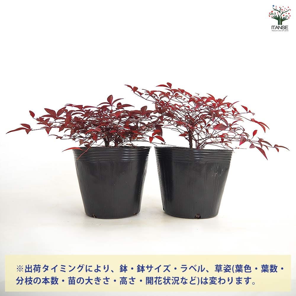 南天 フルート 【花木苗 5号／1個売り】｜ 【植物のITANSE】全品