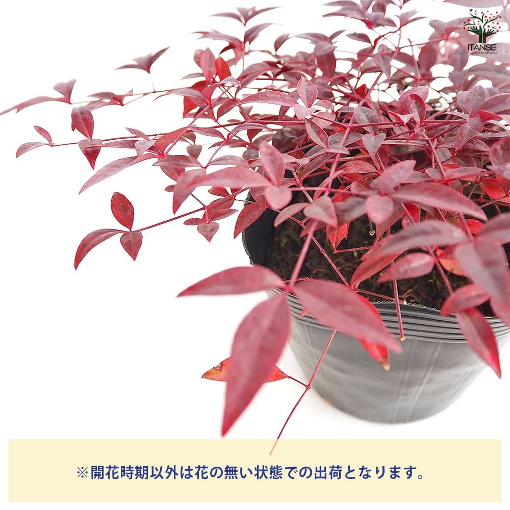 南天 フルート 【花木苗 5号／1個売り】｜ 【植物のITANSE】全品
