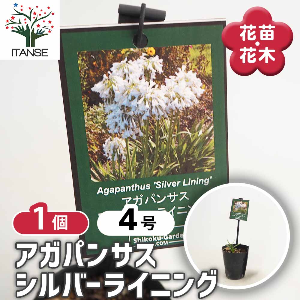 アガパンサス シルバーライニング 【花苗 4号／1個売り】｜ 【植物の