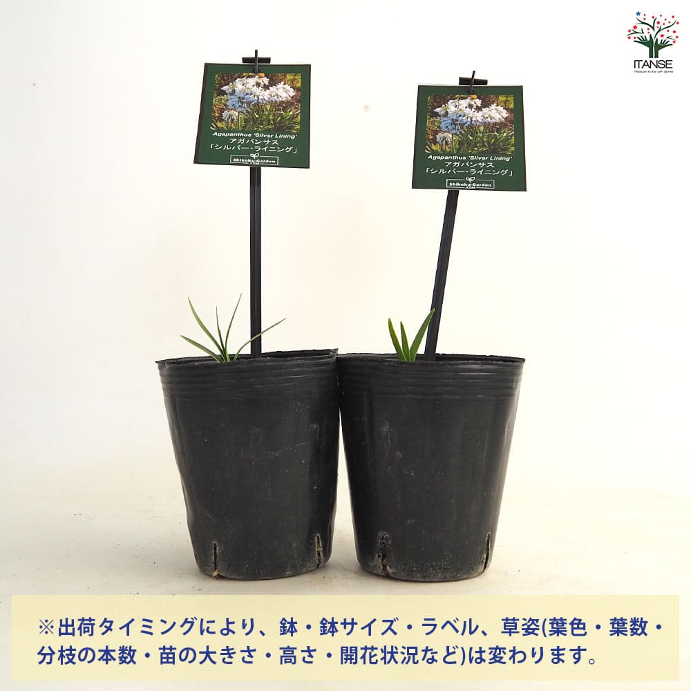 アガパンサス シルバーライニング 【花苗 4号／1個売り】｜ 【植物の