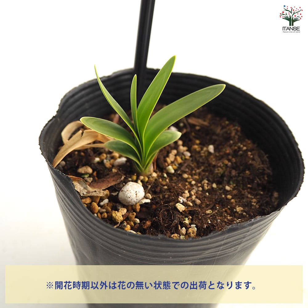 アガパンサス シルバーライニング 【花苗 4号／1個売り】｜ 【植物の