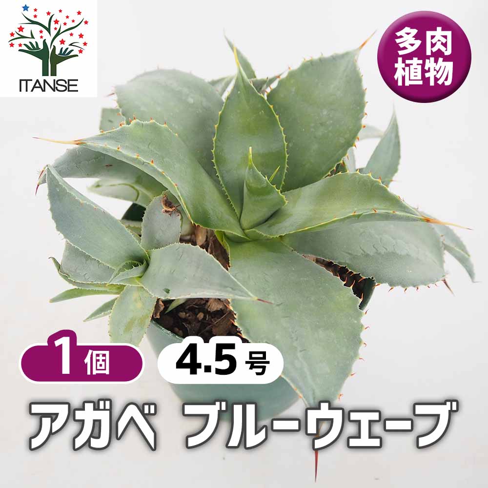 アガベ ブルーウェーブ 【多肉植物 4.5号／1個売り】｜ 【植物の