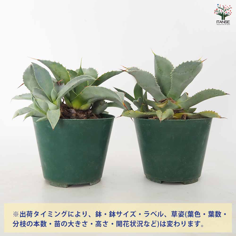 アガベ ブルーウェーブ 【多肉植物 4.5号／1個売り】｜ 【植物の
