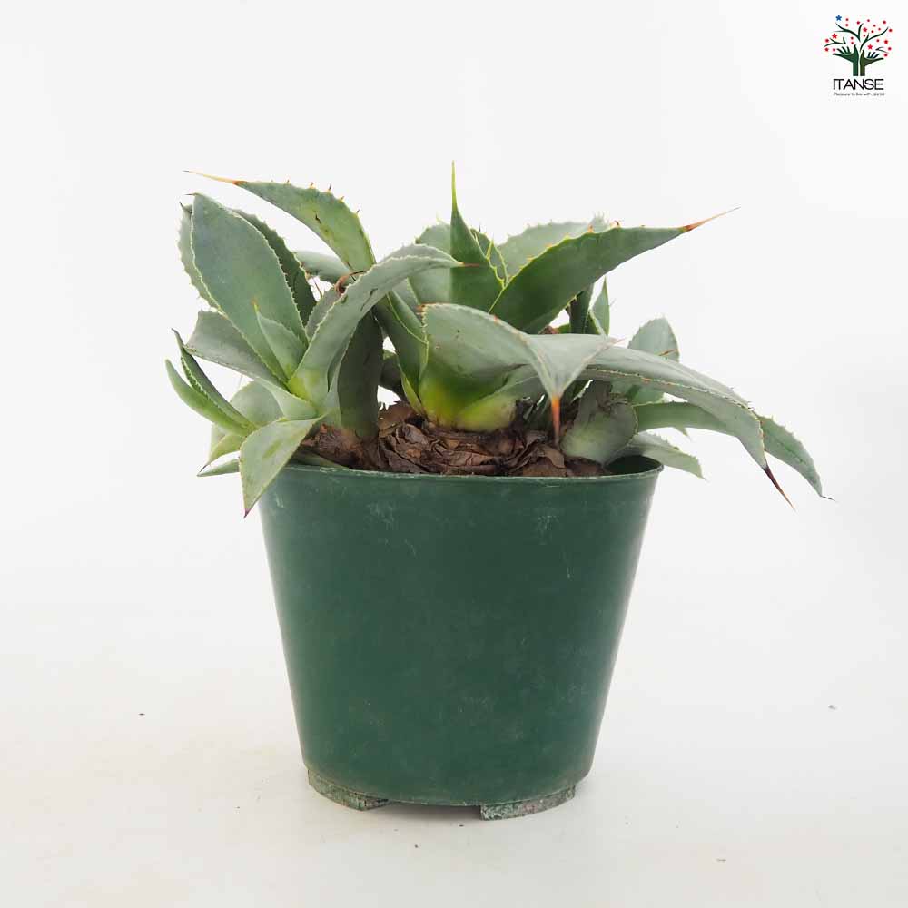 アガベ ブルーウェーブ 【多肉植物 4.5号／1個売り】｜ 【植物の