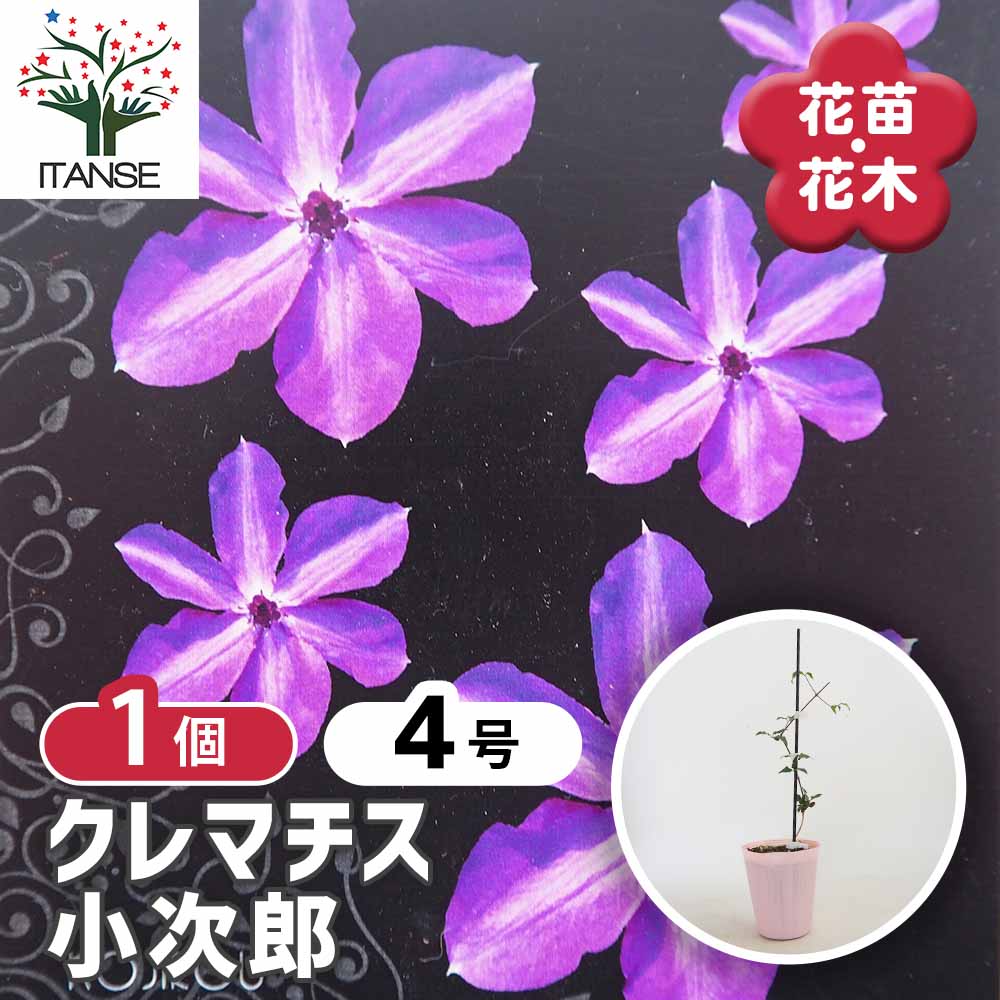 クレマチス 小次郎 【花苗 4号／1個売り】｜ 【植物のITANSE
