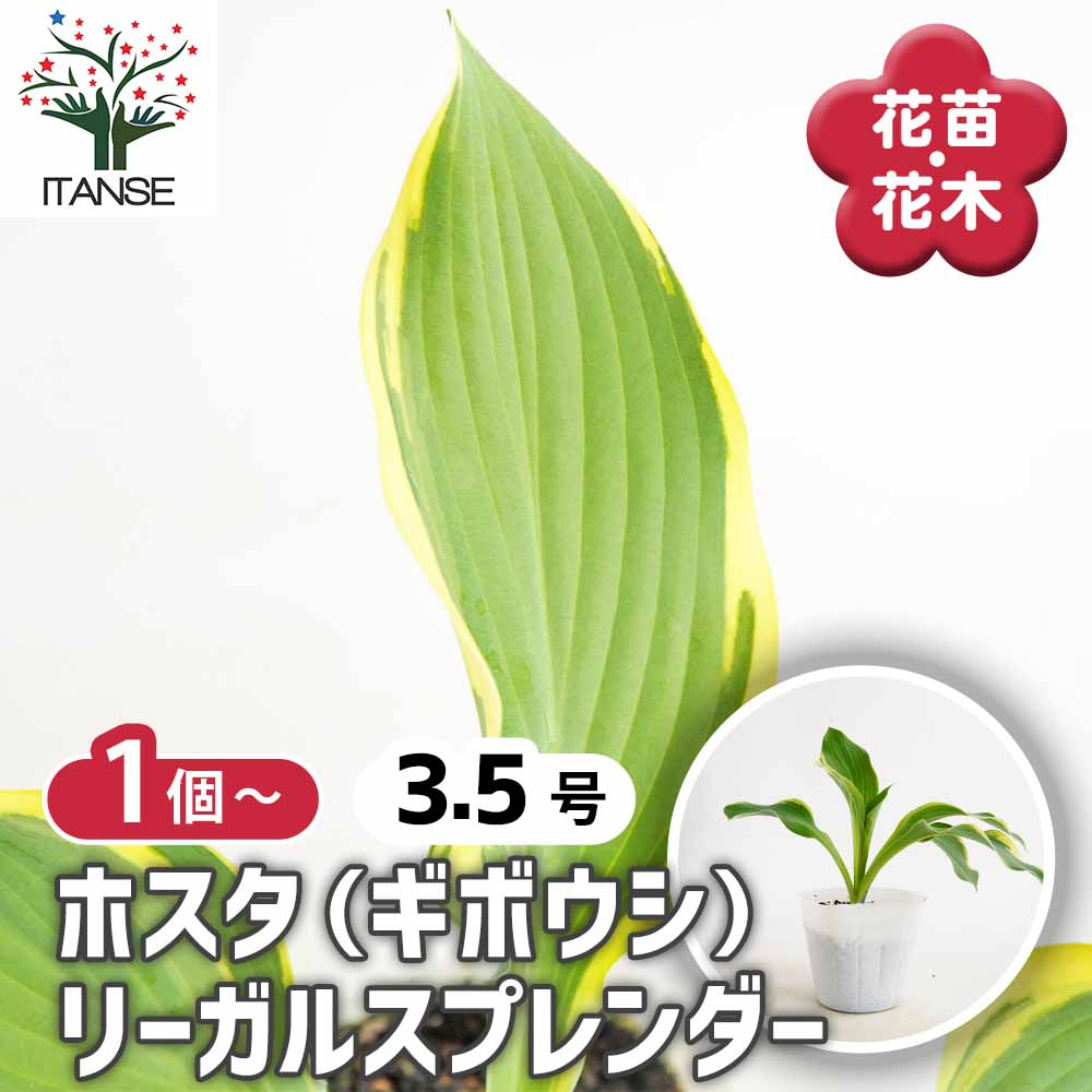 ホスタ(ギボウシ) リーガルスプレンダー 【花苗 3.5号】｜ 【植物の