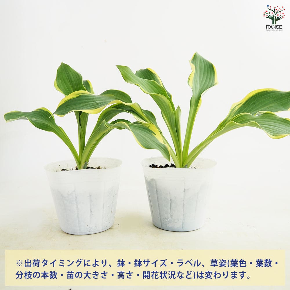 ホスタ(ギボウシ) リーガルスプレンダー 【花苗 3.5号】｜ 【植物の