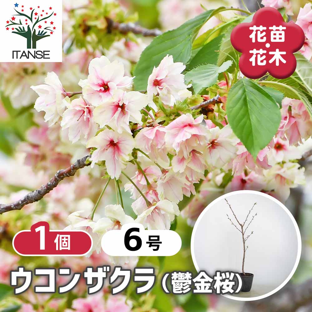 桜の苗木 ウコンザクラ(鬱金桜) 【花木苗 6号／1個売り】｜ 【植物の
