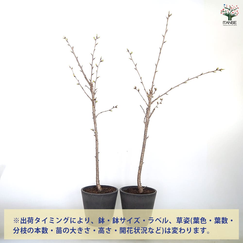 桜の苗木 ウコンザクラ(鬱金桜) 【花木苗 6号／1個売り】｜ 【植物の