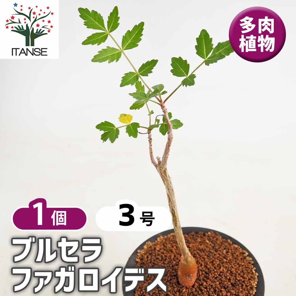 【GWセール】ブルセラ ファガロイデス / 灌木 多肉 希少 レア ブルセラ ファガロイデス 【多肉植物 3号／1個売り】｜ 【植物の