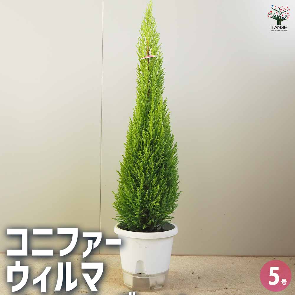コニファー ウィルマ【庭木 5号鉢／1個売り】｜ 【植物のITANSE