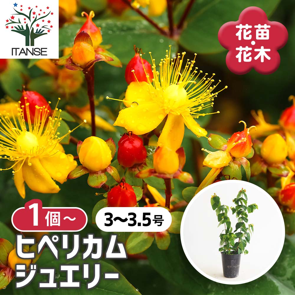 ヒペリカム ジュエリー【花苗 3～3.5号】｜ 【植物のITANSE