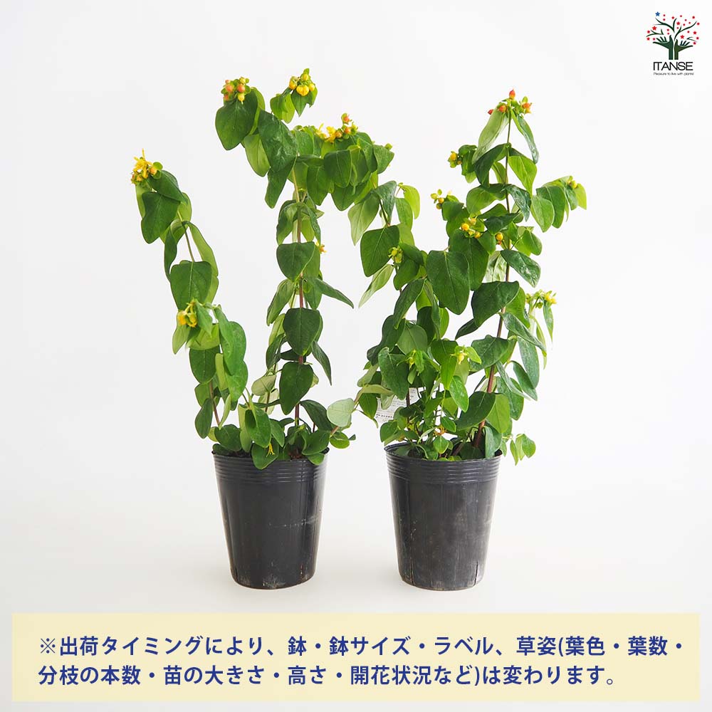 ヒペリカム ジュエリー【花苗 3～3.5号】