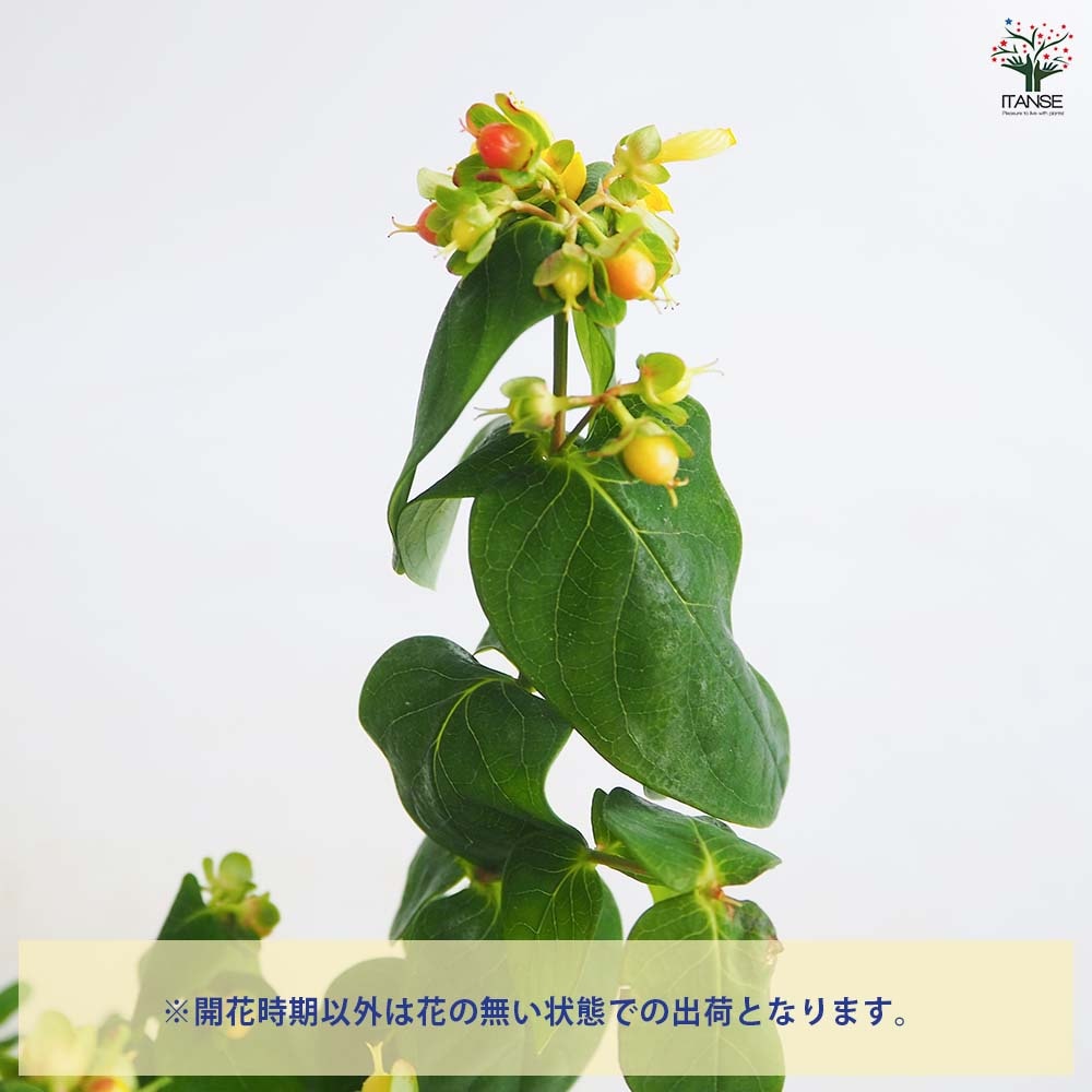 ヒペリカム ジュエリー【花苗 3～3.5号】｜ 【植物のITANSE