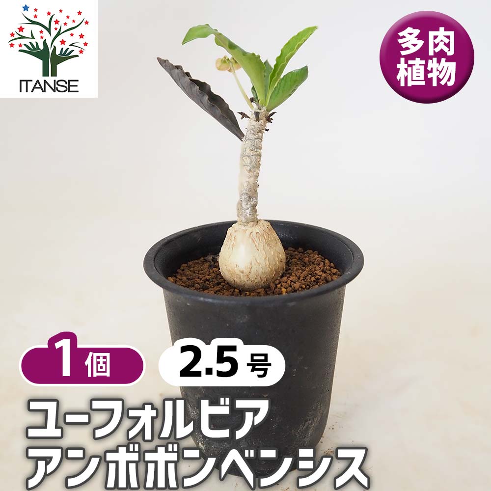 ユーフォルビア アンボボンベンシス 【 多肉植物 2.5号 ／1個売り