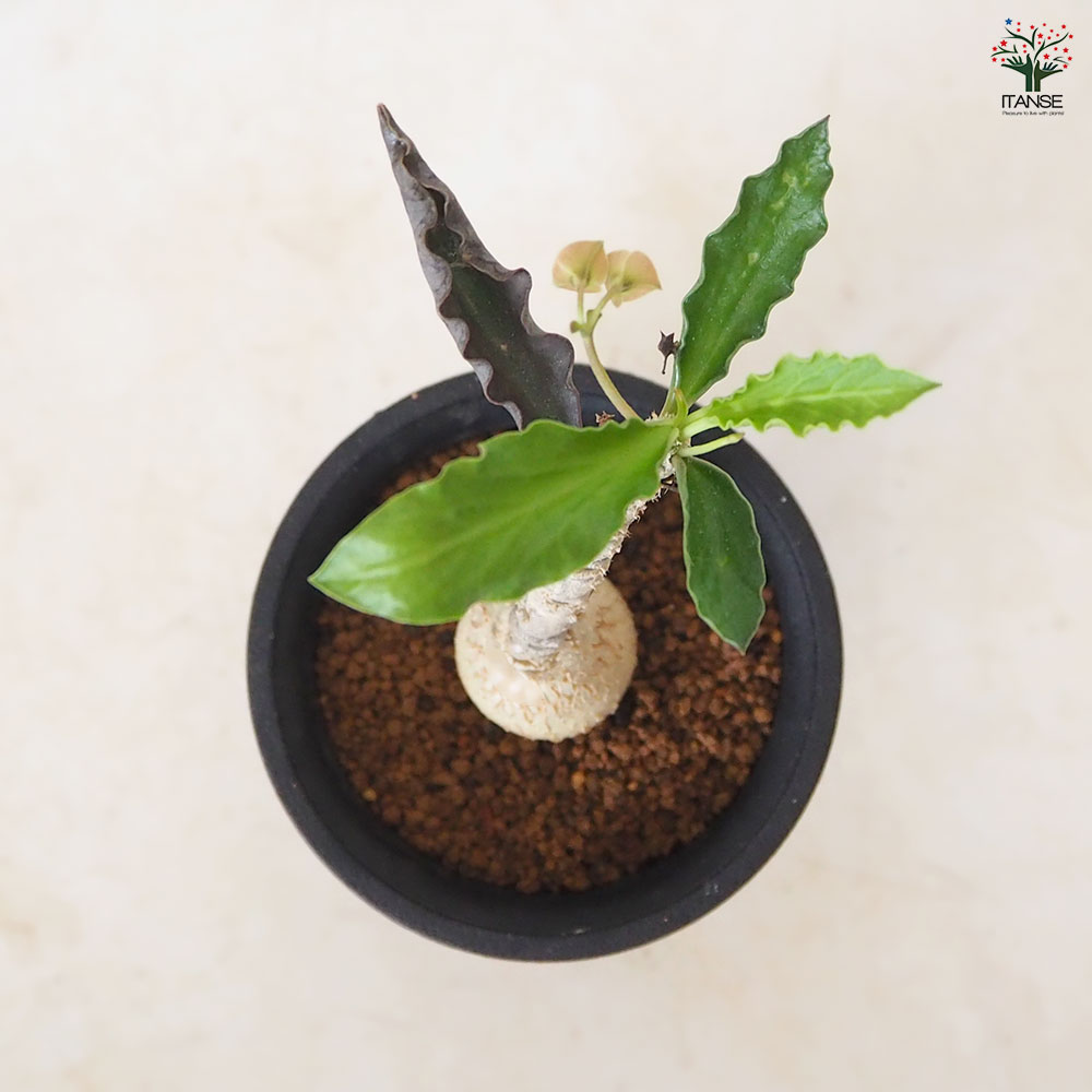 ユーフォルビア アンボボンベンシス 【 多肉植物 2.5号 ／1個売り
