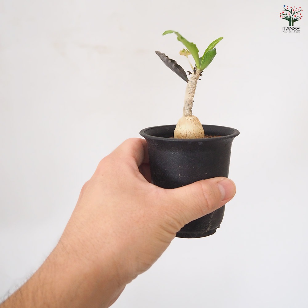 ユーフォルビア アンボボンベンシス 【 多肉植物 2.5号 ／1個売り