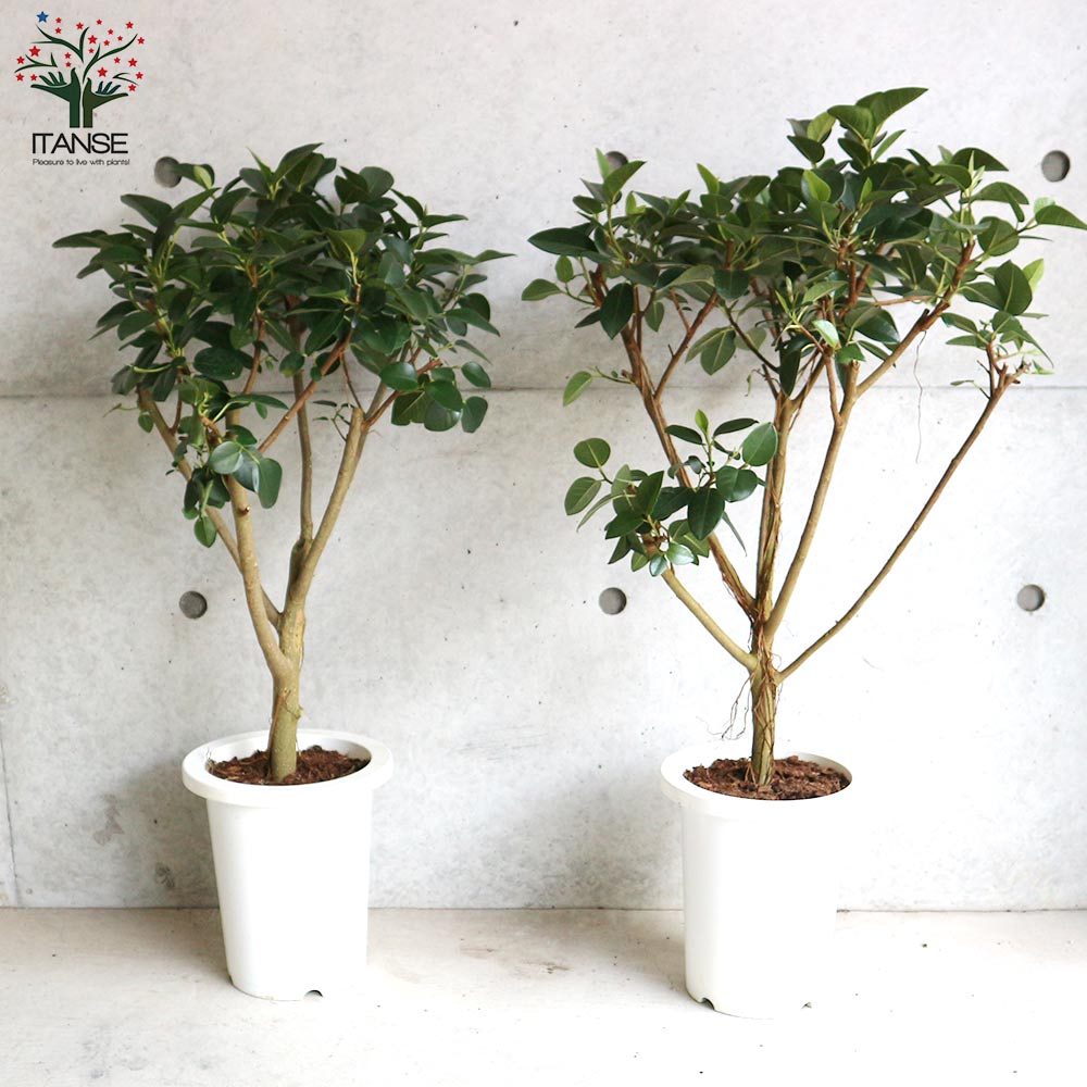 現品】フランスゴム曲がり7号茶鉢（2）