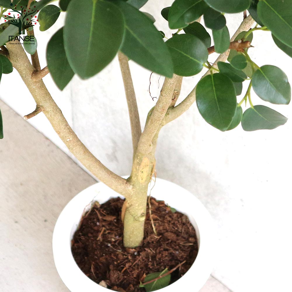 フランスゴム (ストレート仕立)【観葉植物 7号鉢／1個売り】｜ 【植物
