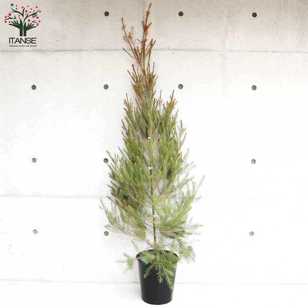 メラレウカ メディカルティーツリー【花苗 9号ポット大苗／1個売り