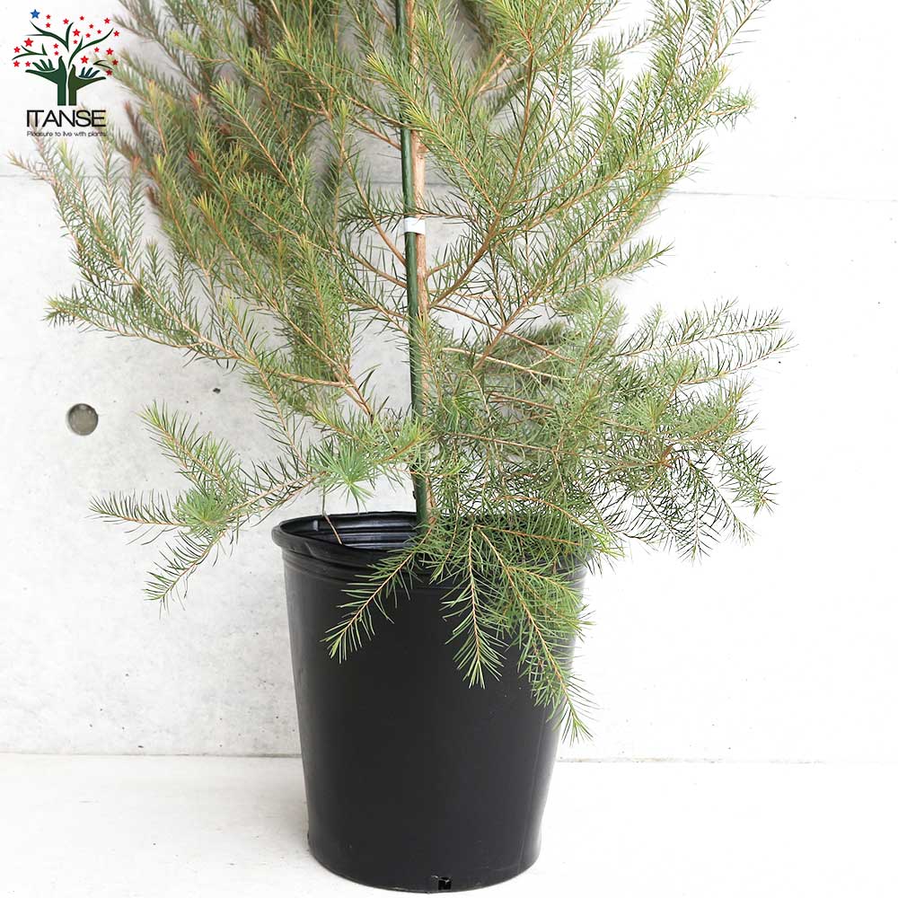 メディカルティーツリー　大型 人気フラワー・ガーデニング - メディカルティーツリー 大型