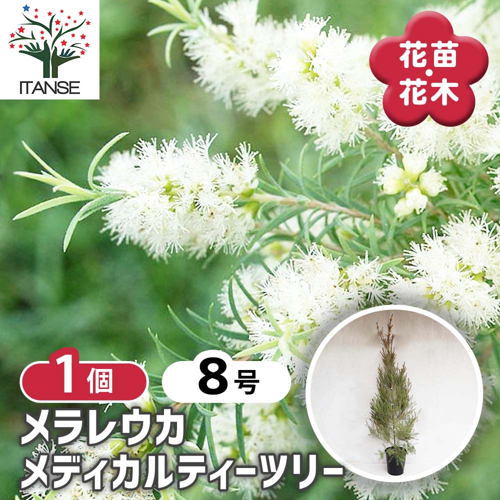 メラレウカ メディカルティーツリー【花苗 8号／1個売り】｜ 【植物の